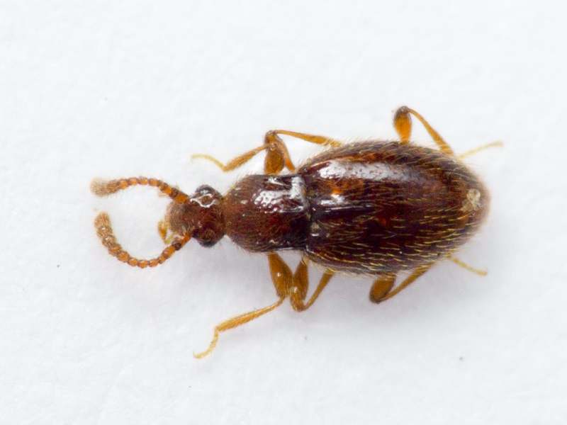 Nevraphes elongatulus (Müller & Kunze, 1822)
